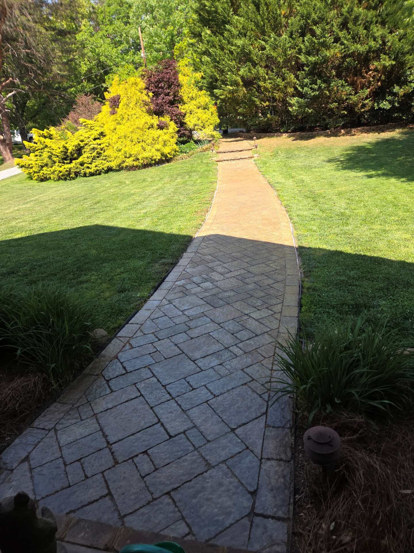 Brick garden path through a sunny lawn, bordered by shrubs and a yellow flowering bush.