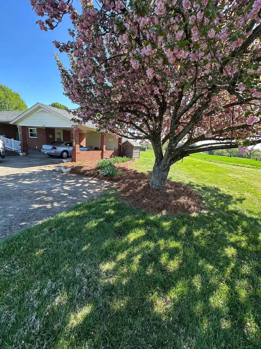 Front yard with blooming tree, brick house, driveway, and green lawn under a blue sky