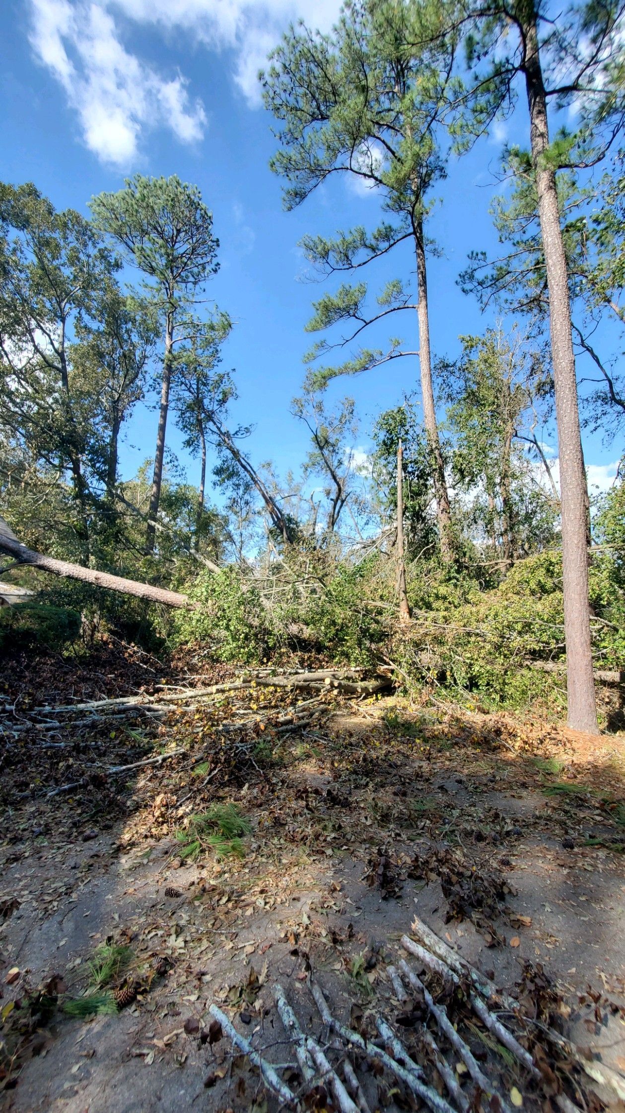 Wooded hillside with tall pines, blue sky, and brush-covered ground after clearing