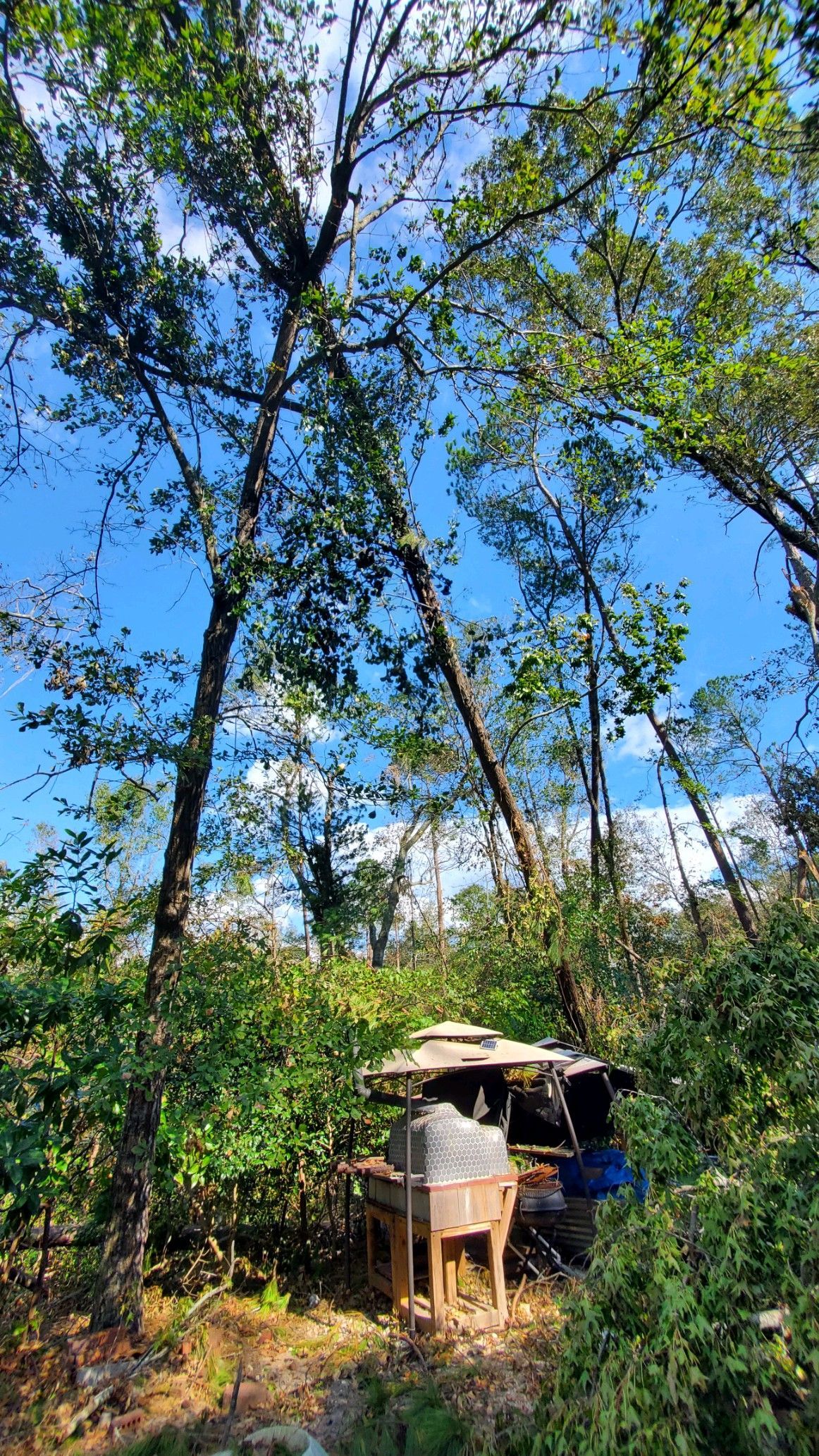 Tall trees over a small rustic hut in a wooded area under a bright blue sky