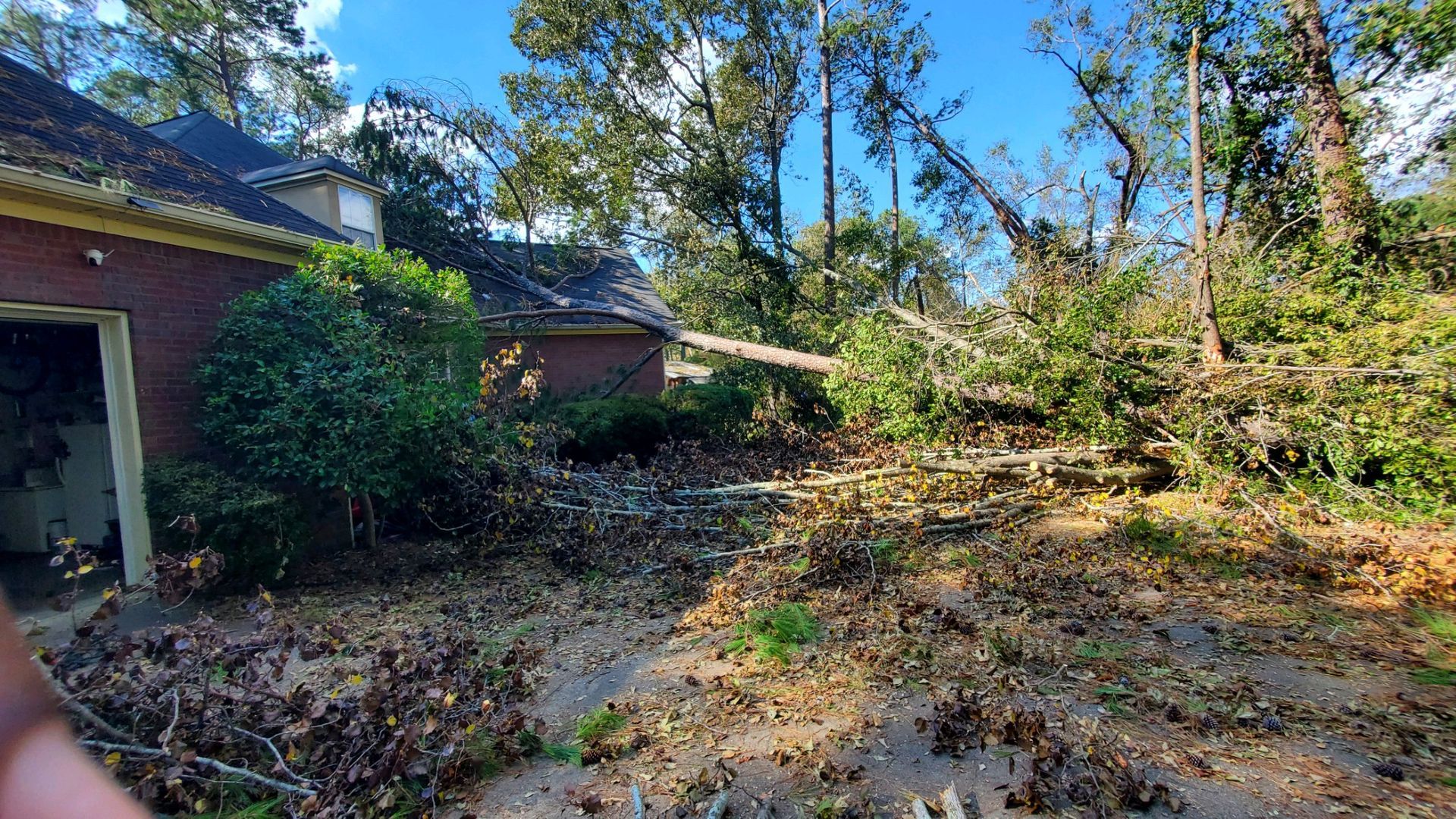 Overgrown backyard with trees and a brick house under a blue sky