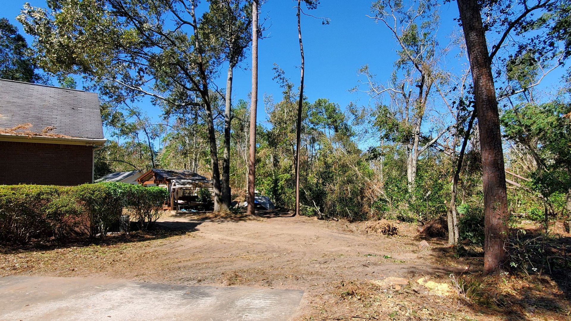 Sunny wooded yard with bare dirt clearing, tall trees, and a house partially visible on the left.