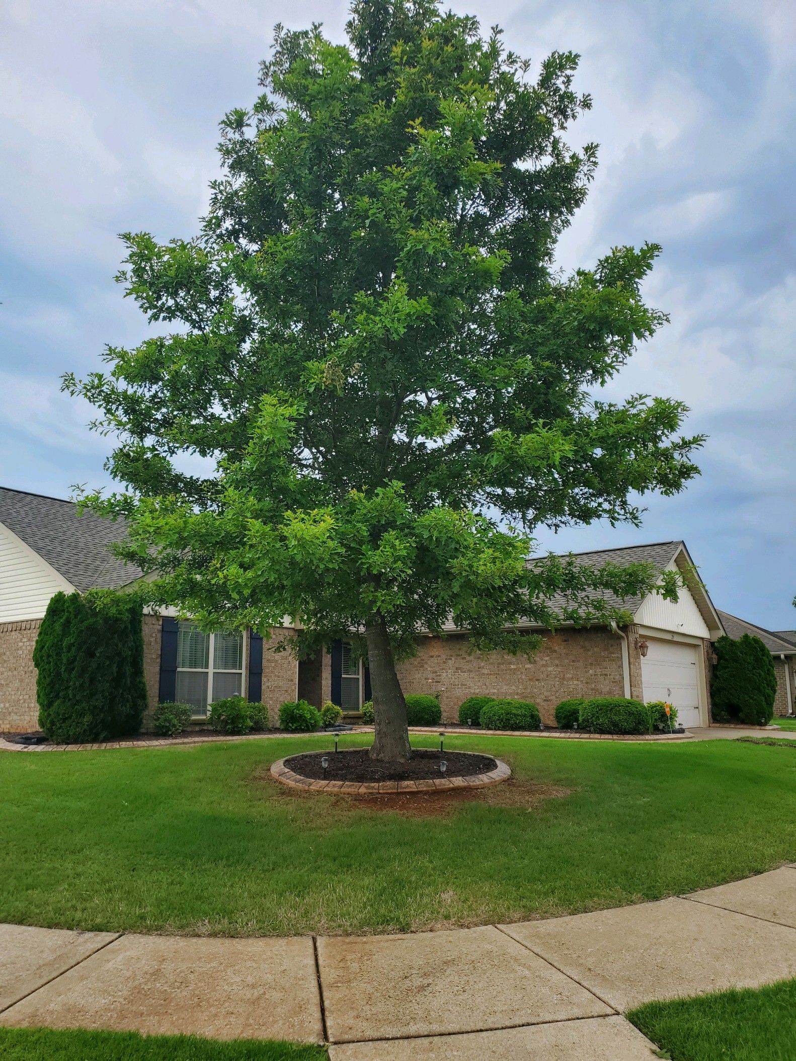 Single tree in a suburban front yard with a house and green lawn under a cloudy sky