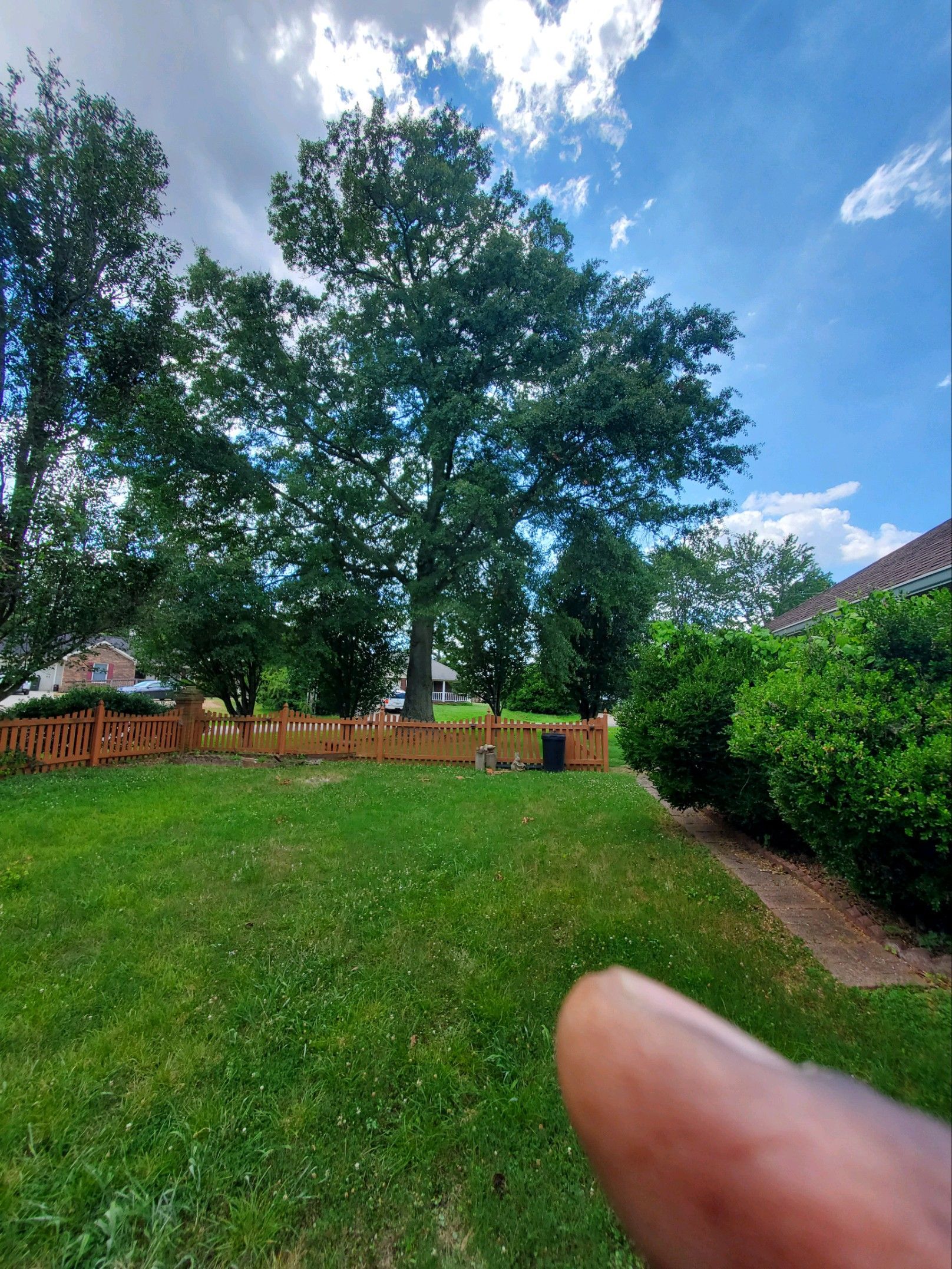 Grassy backyard with trees, a fence, blue sky, and a fingertip in the foreground