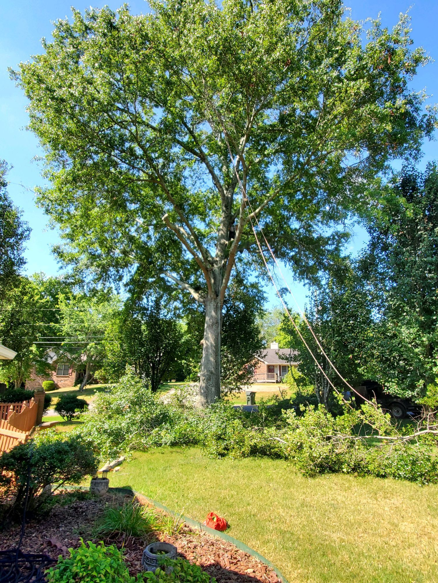 Tall green tree in a sunny backyard garden with lawn, flower beds, and a house in the background