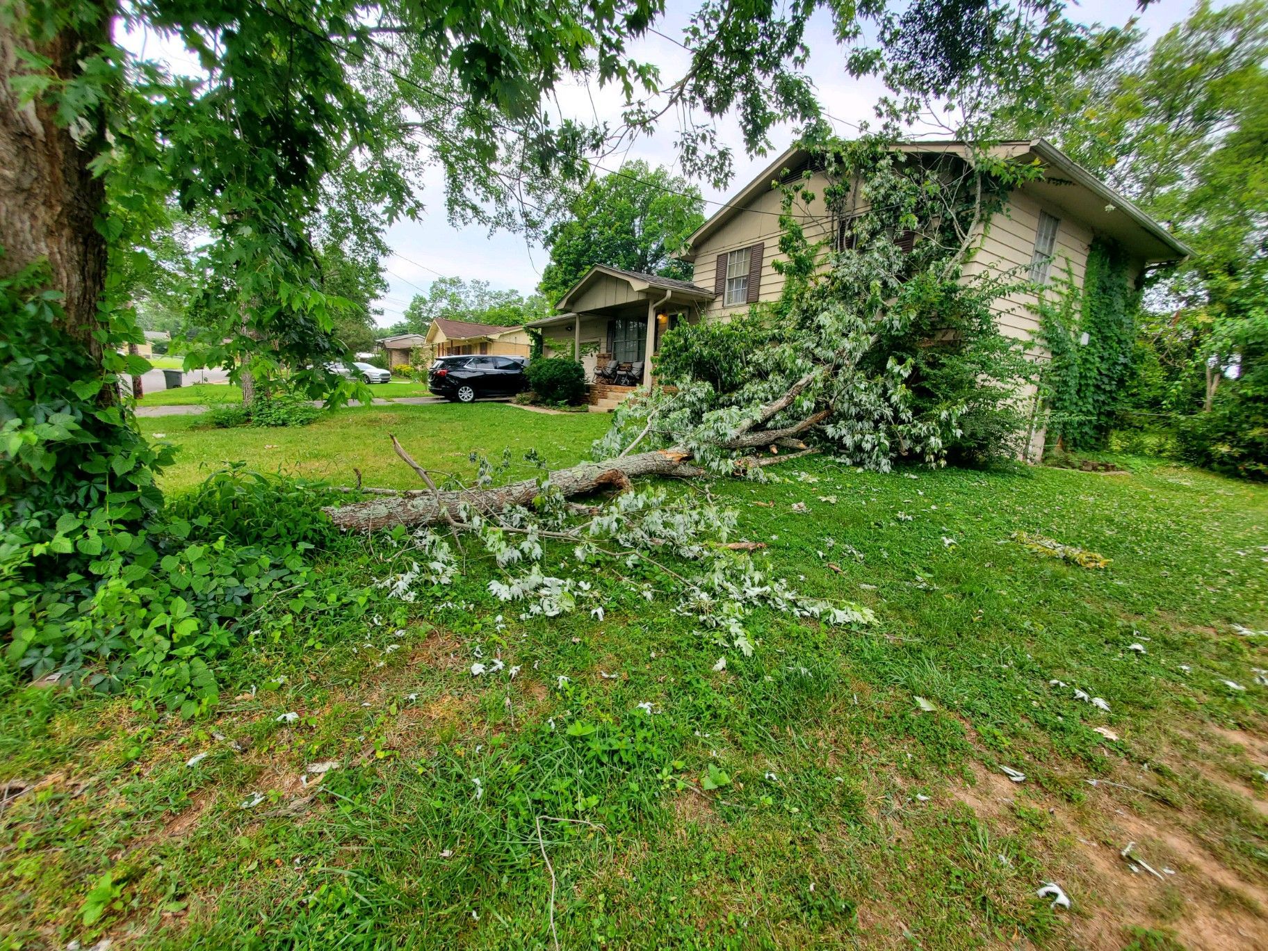 Overgrown yard with a house, trees, and a stone wall in the foreground
