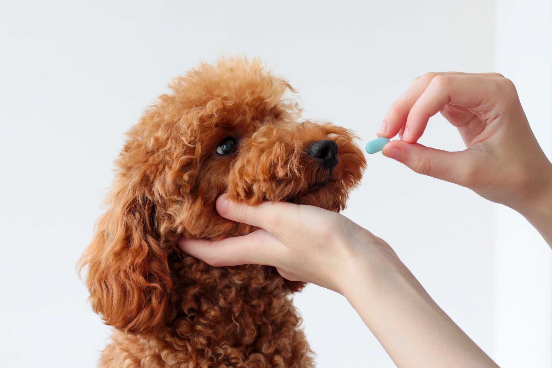 A person is giving a pill to a dog. A person is giving a pill to a dog.