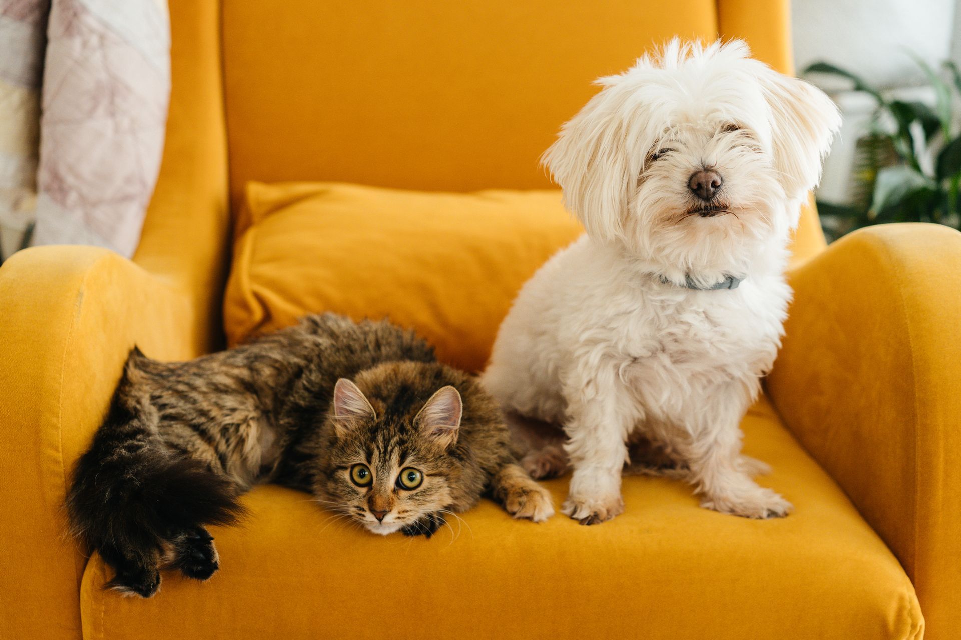 Fluffy white dog and tabby cat sitting on a bright yellow armchair.