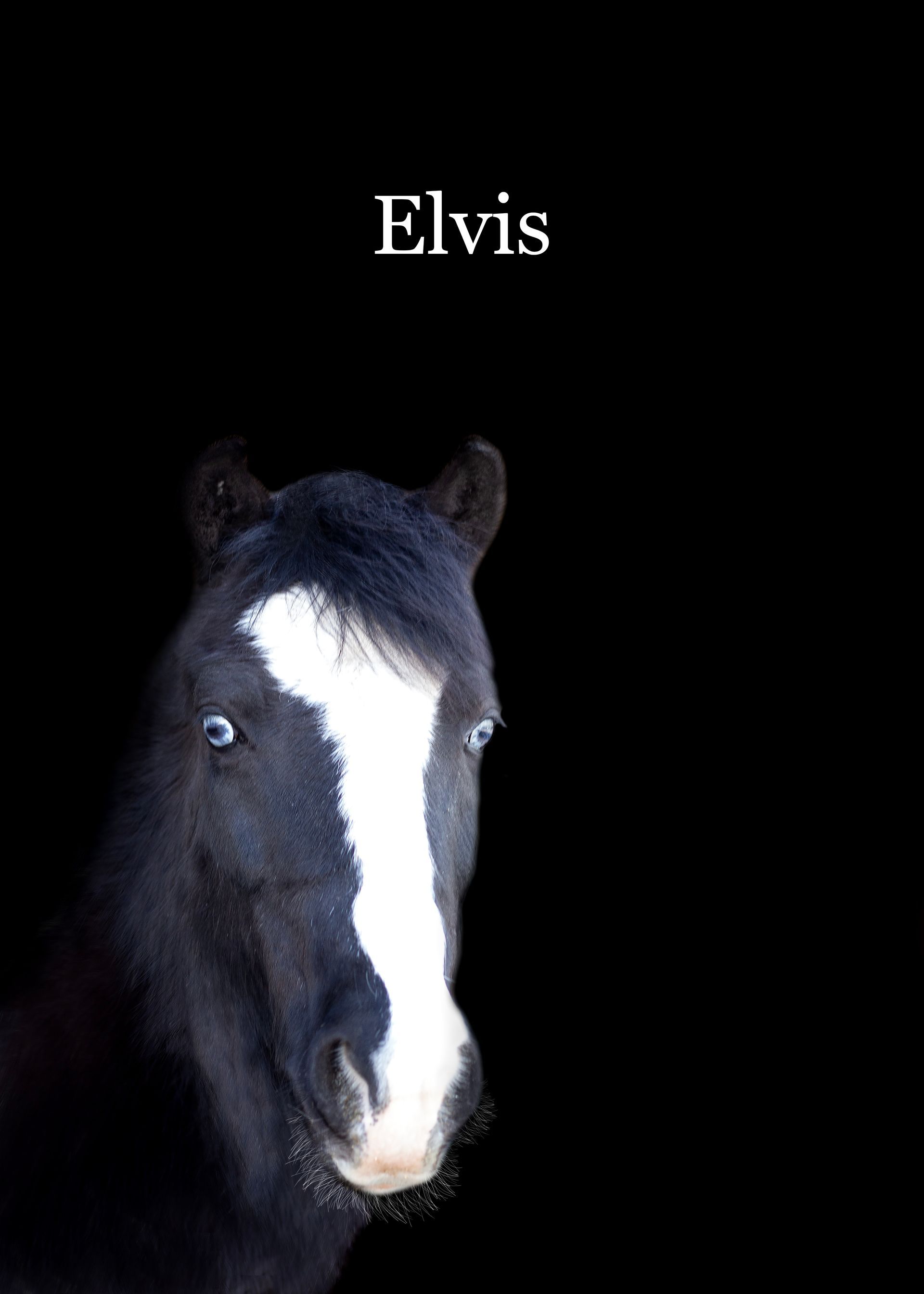 A black and white horse with the name elvis above it