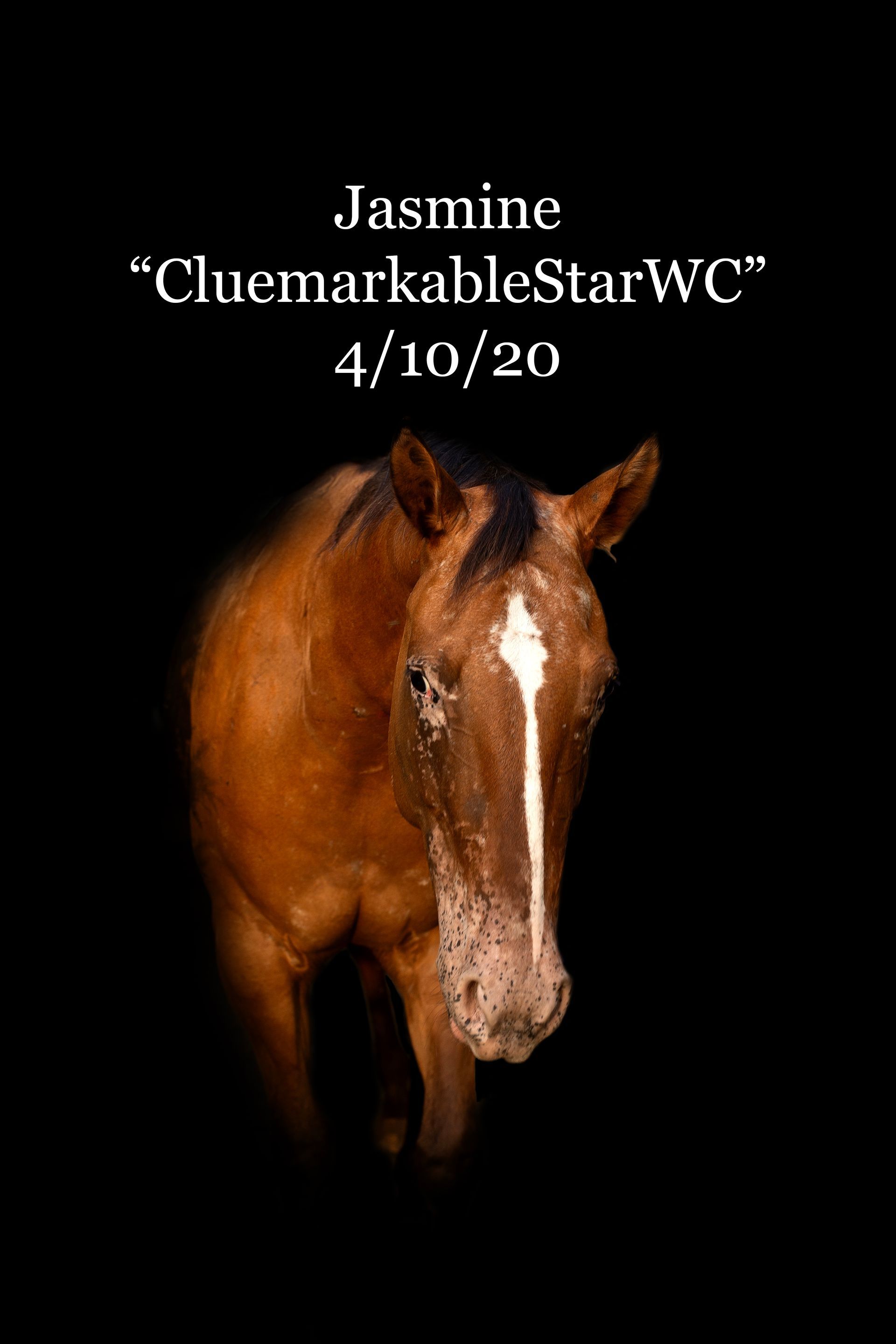 A brown horse with a white spot on its nose is on a black background.