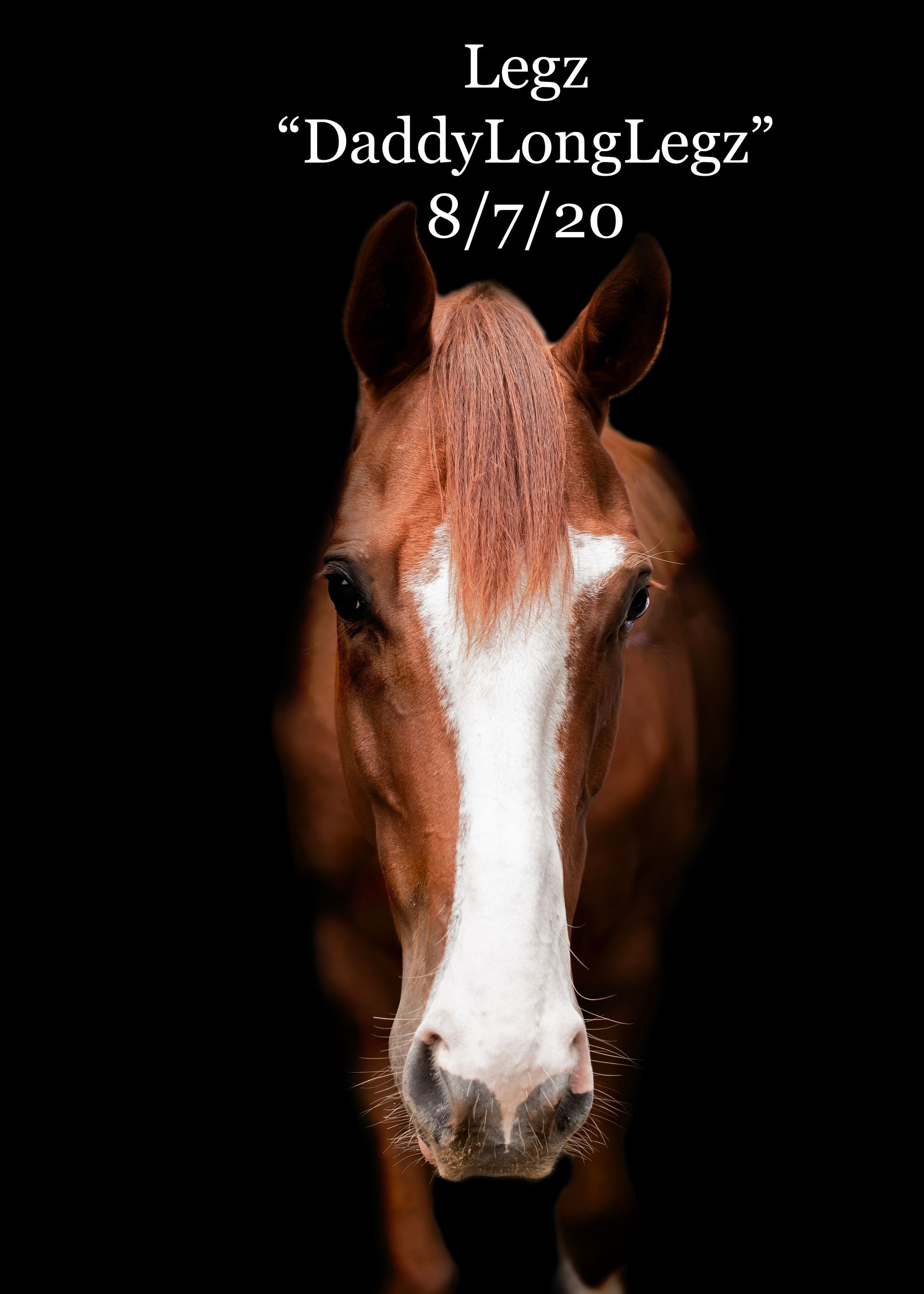 A brown and white horse with the name legz on it