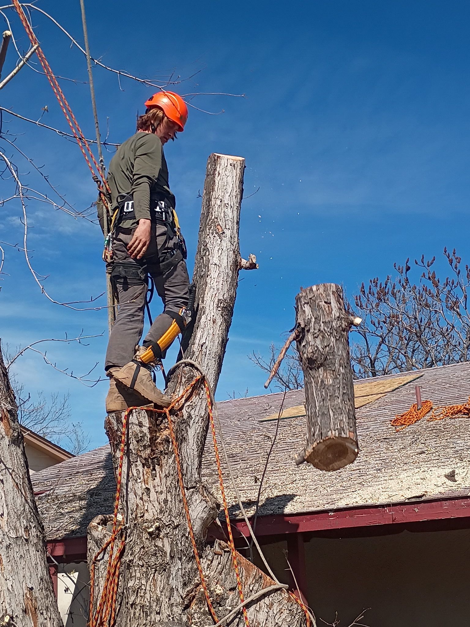 Worker in orange helmet pruning a tree with a chainsaw on a rooftop under a blue sky