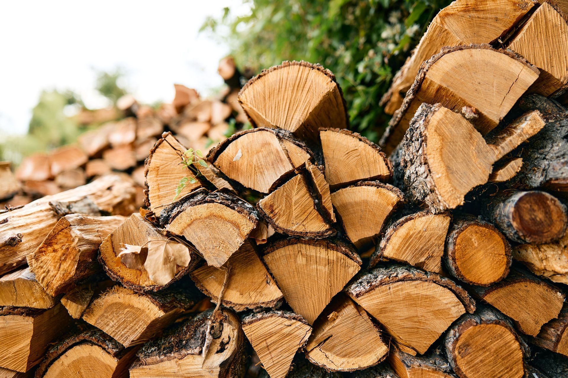 Stacked cut firewood logs outdoors with blurred green foliage in the background