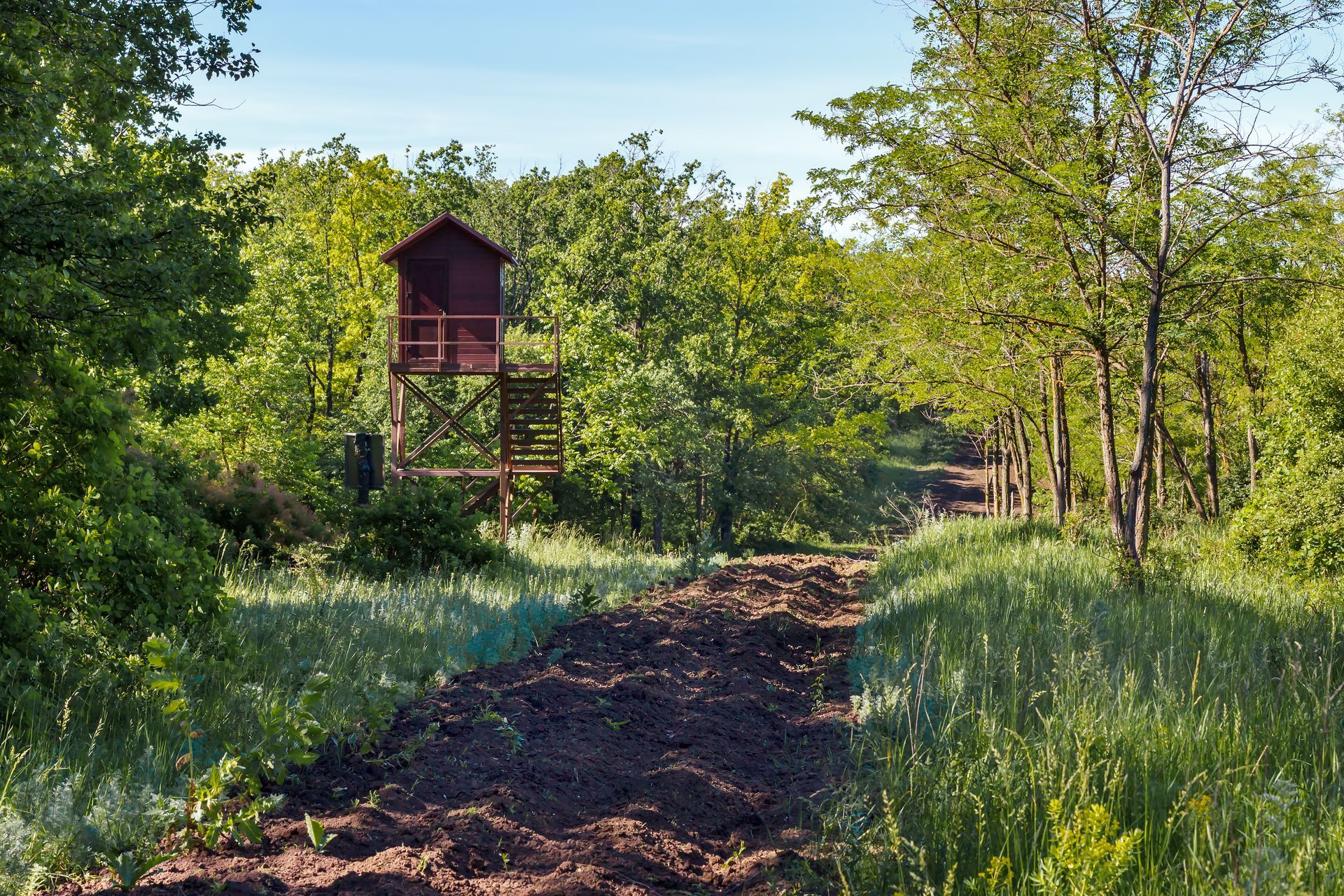 Wooded path leading to a red lookout tower amid green trees and wild grass under a blue sky