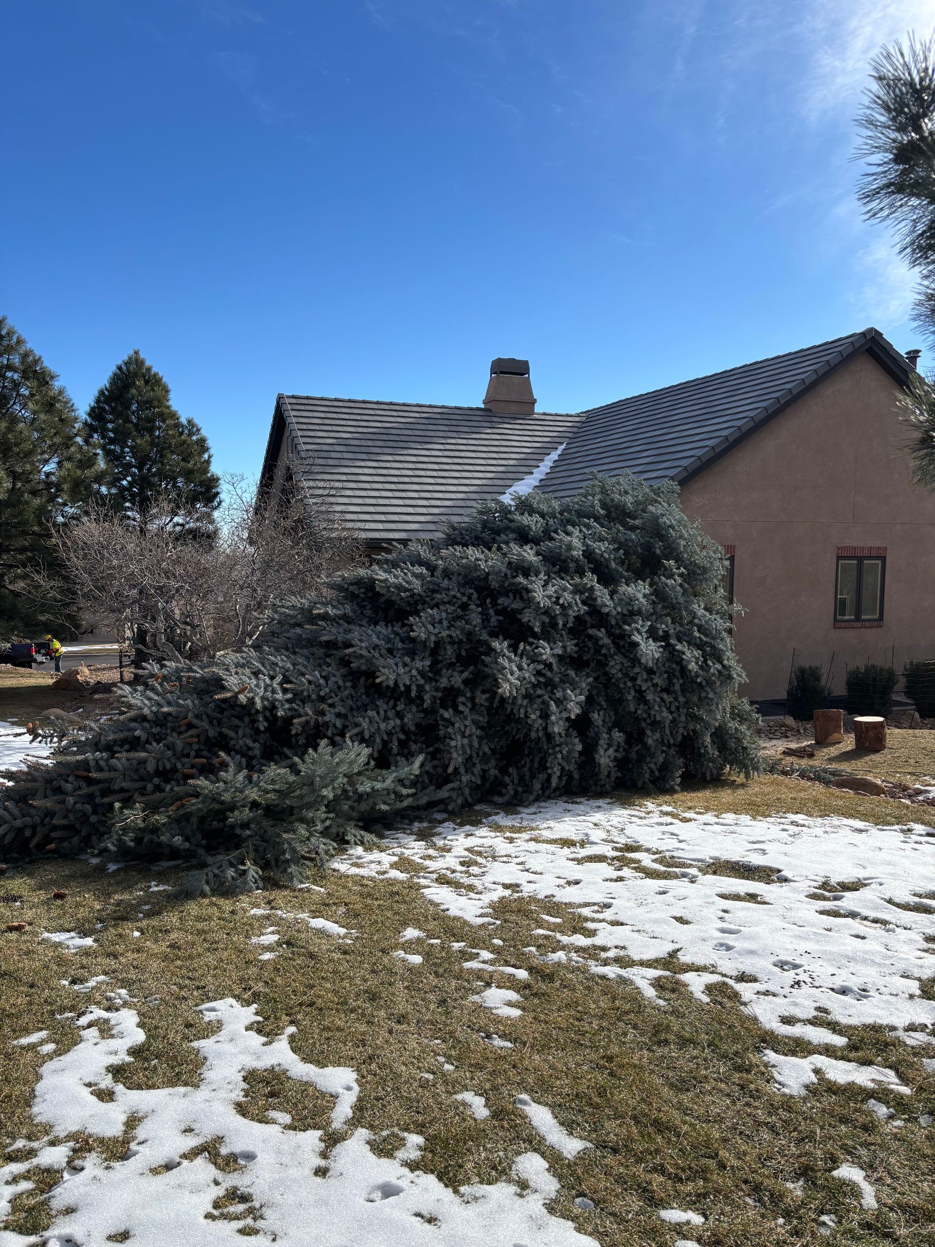Snow-dusted yard with a fallen tree blocking a brick house under a clear blue sky