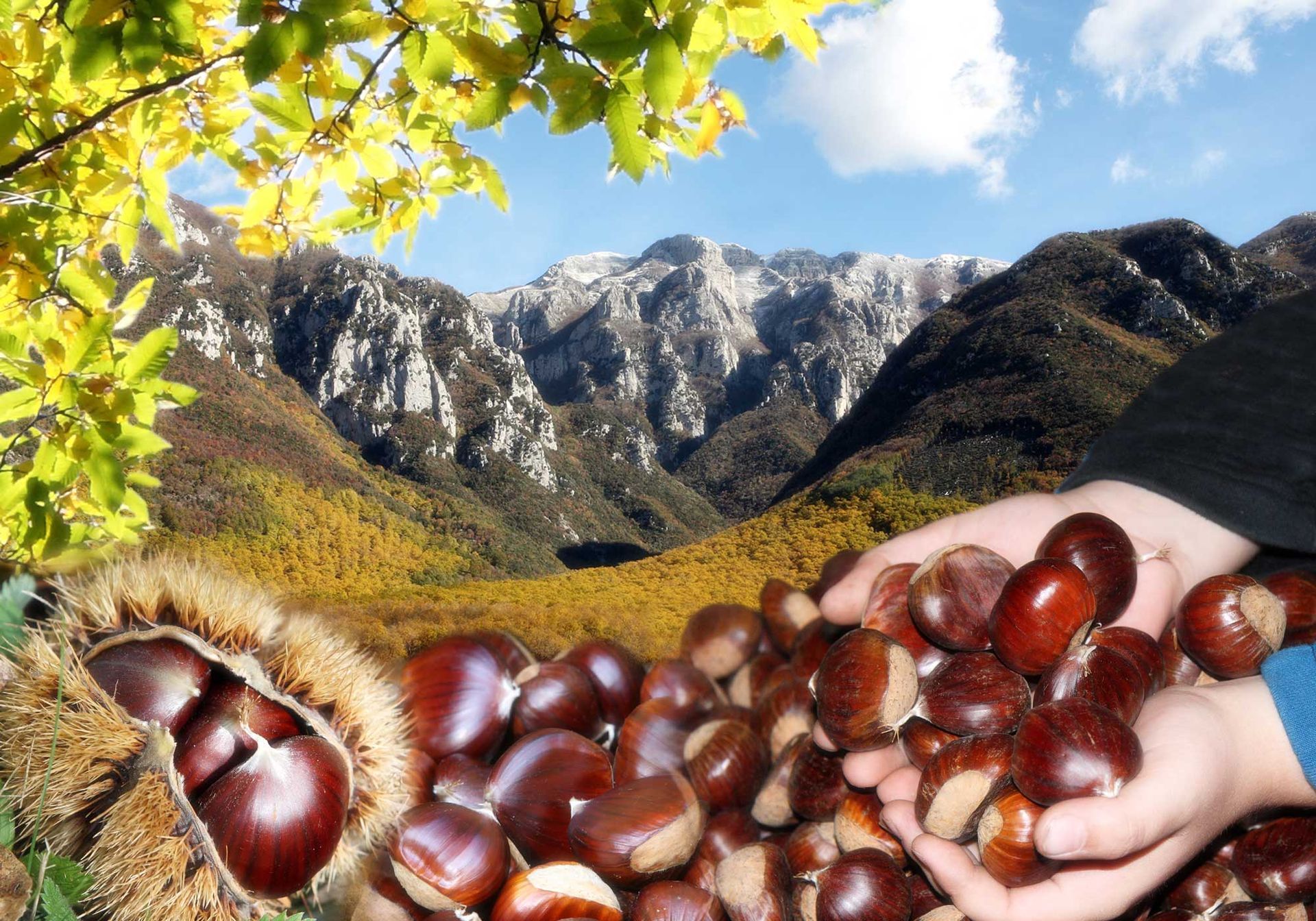 PGI chestnuts from Serino