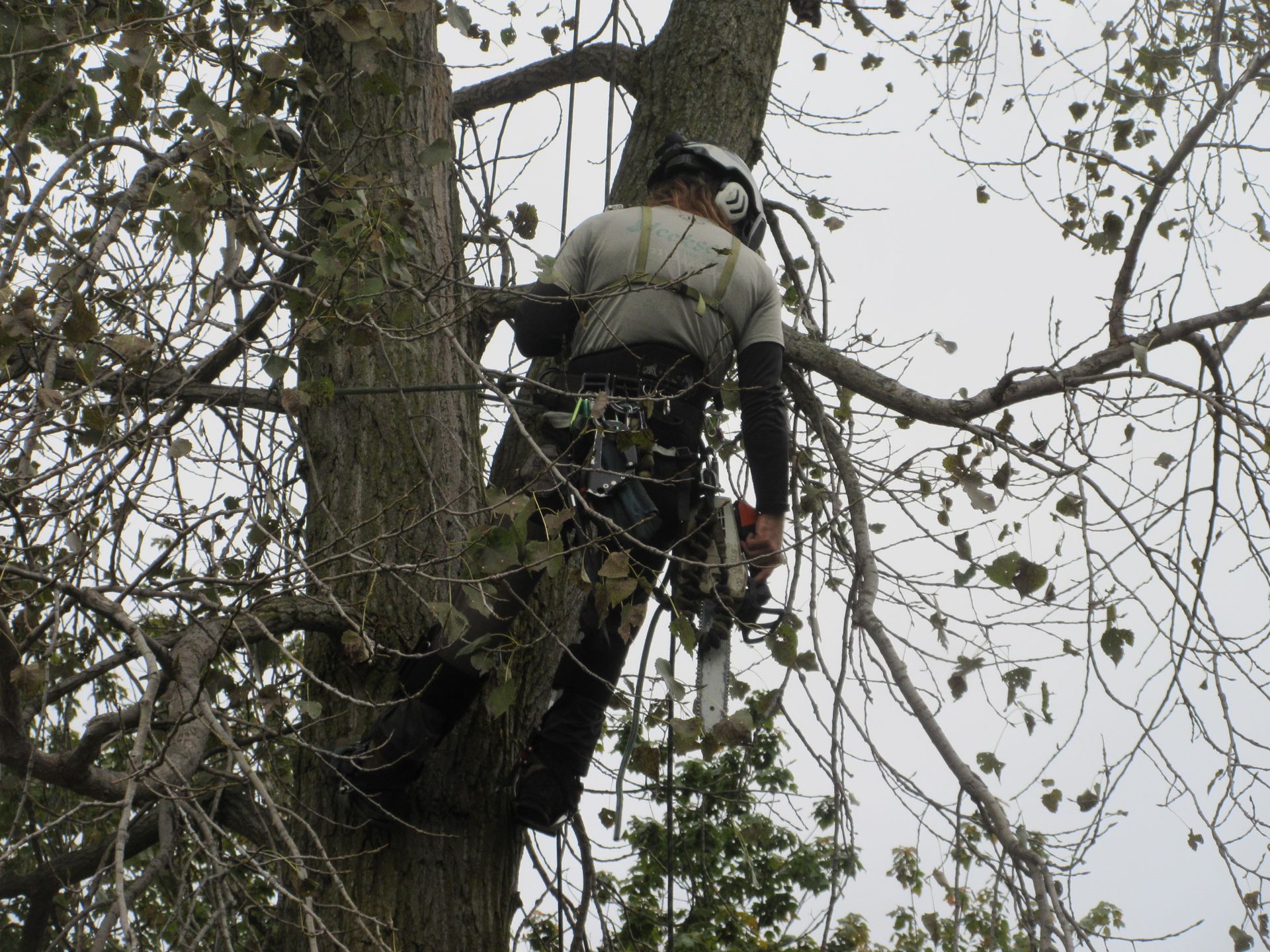 Hecksel Tree Trimming