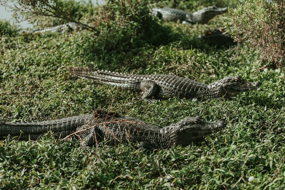 Varios caimanes yacían sobre la vegetación herbácea al aire libre.