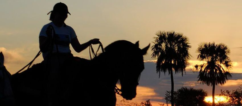 Silueta de un jinete a caballo al atardecer con palmeras al fondo.
