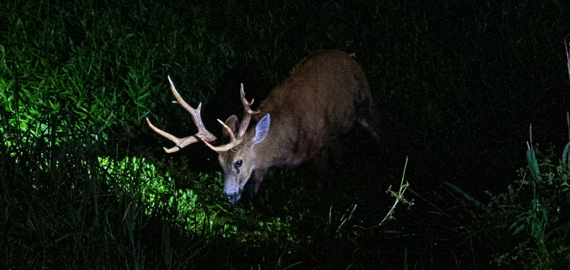 Ciervo macho con grandes astas en la hierba oscura por la noche, iluminado por un foco.