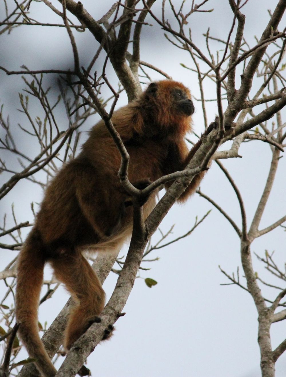 Mono pardo posado en un árbol entre ramas desnudas contra un cielo nublado.
