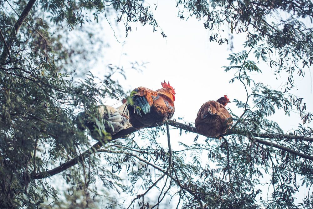 Dos pájaros coloridos posados ​​en la rama de un árbol entre ramas frondosas contra un cielo brillante