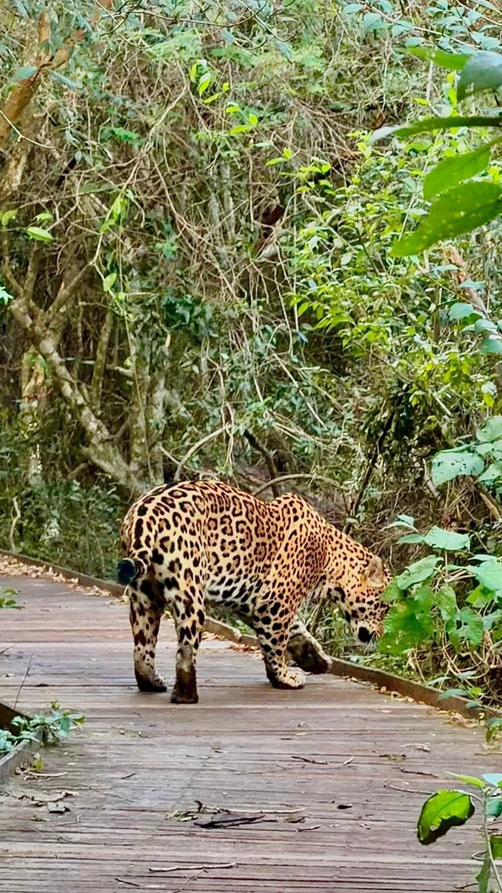 Un jaguar camina por un sendero de madera en medio de una densa vegetación forestal verde.