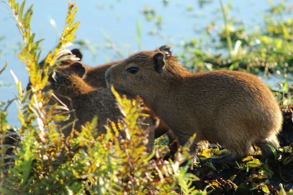 Dos capibaras entre la maleza verde, una acariciando a la otra bajo la luz del sol.