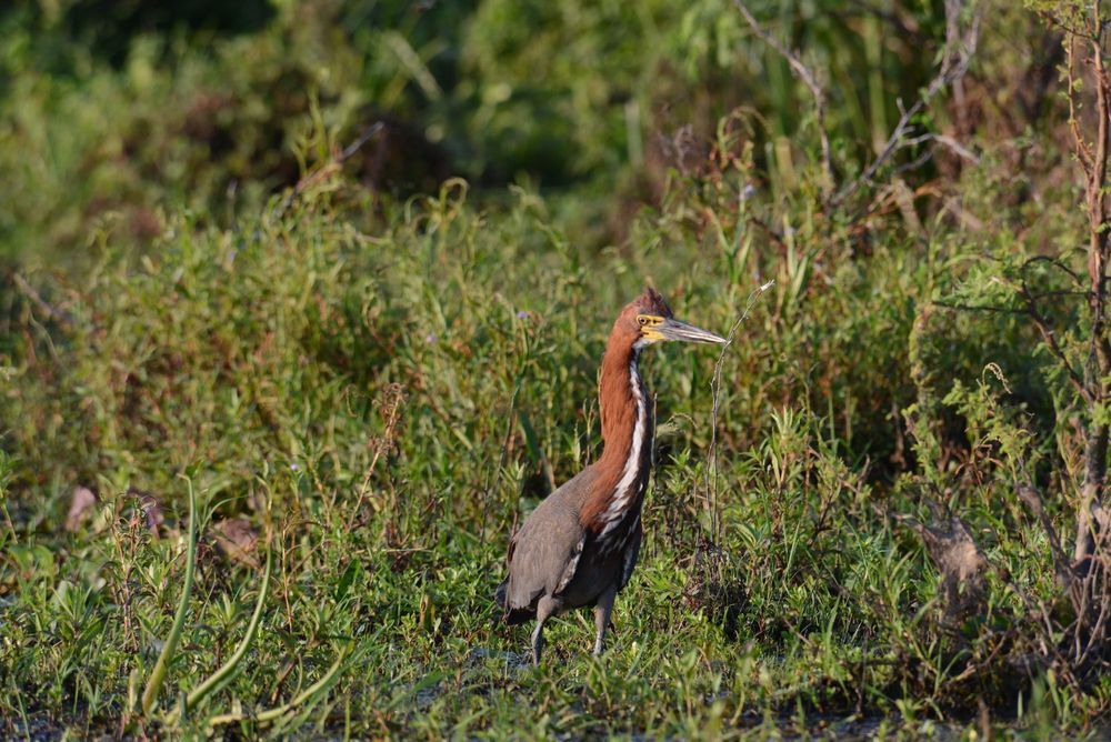 Un pájaro de color marrón rojizo con el cuerpo gris se encuentra entre la hierba alta, mirando hacia la derecha.