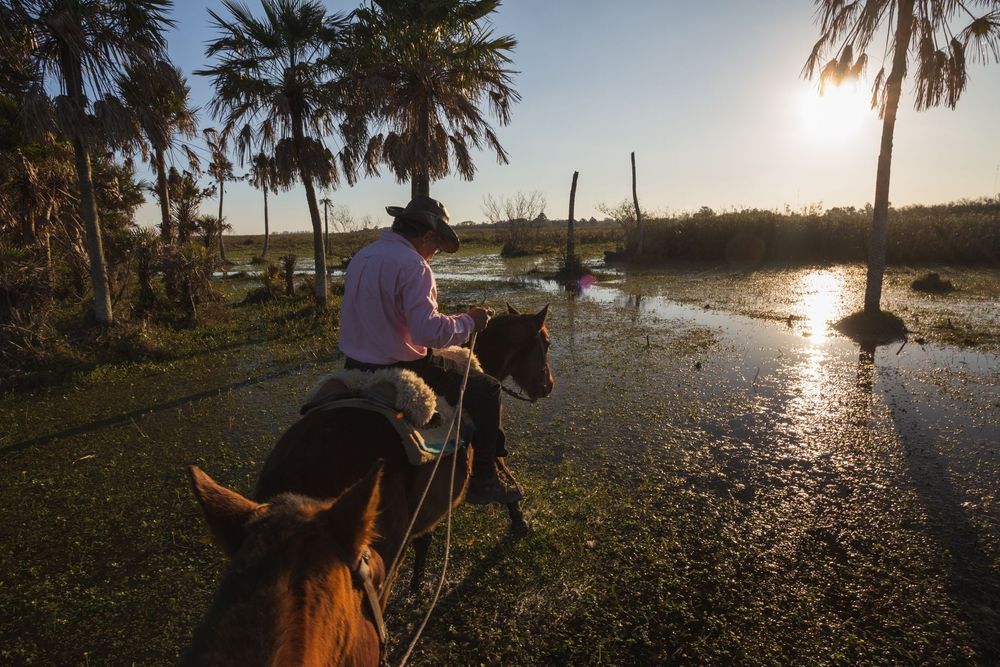 Una persona montando a caballo al atardecer en un campo húmedo con palmeras y reflejos en el agua.