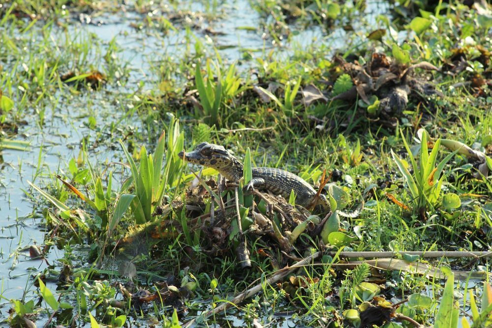 Cocodrilo parcialmente escondido entre la hierba del pantano junto a aguas poco profundas.