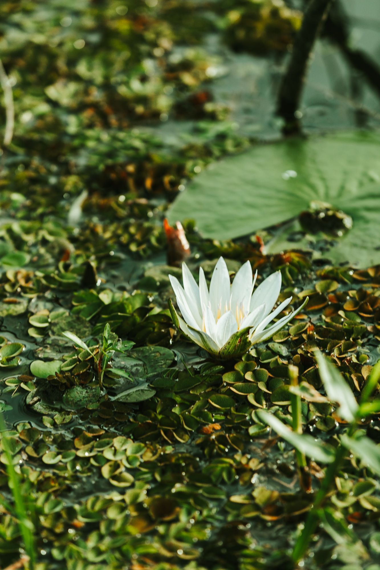 Nenúfares blancos floreciendo entre hojas de nenúfar verdes en un estanque.