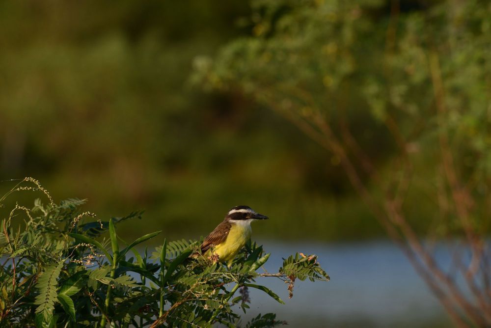 Un pequeño pájaro con el vientre amarillo posado en una rama frondosa junto a un agua azul tranquila, sobre un fondo verde difuminado.