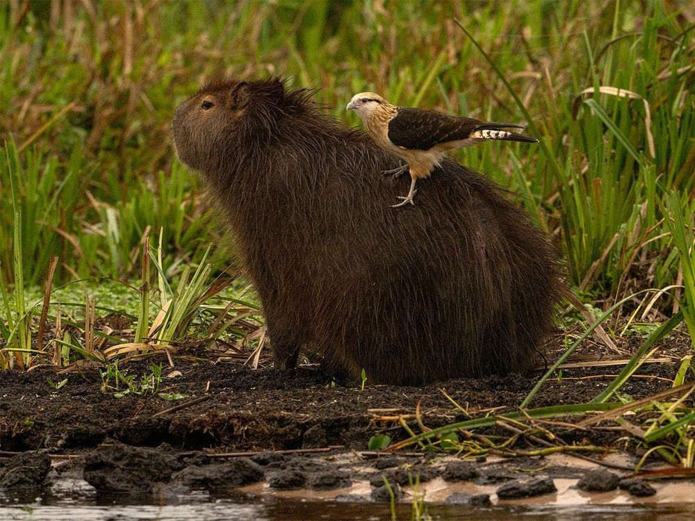 Un capibara de pie entre la hierba del pantano con un pájaro posado en su lomo.
