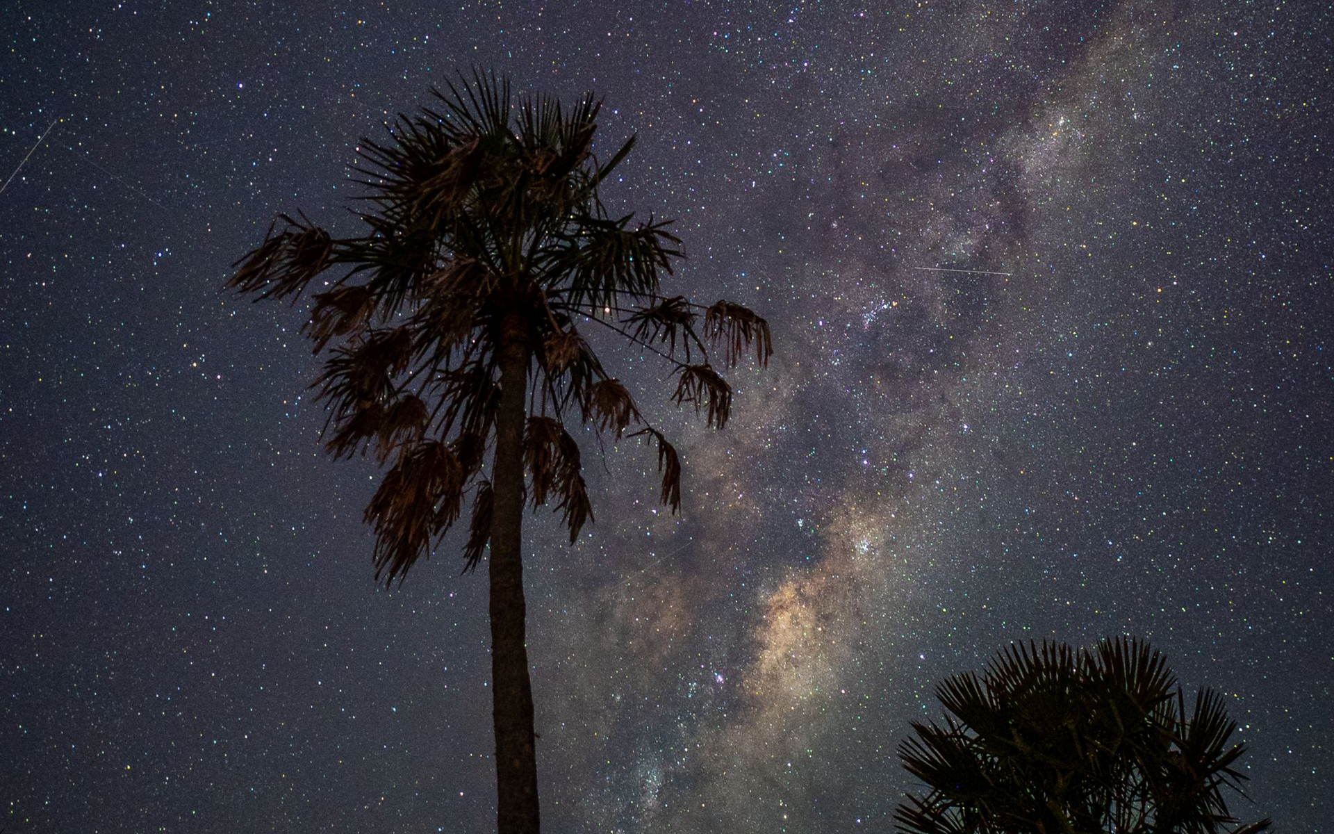 Palmeras recortadas contra un cielo nocturno estrellado con la Vía Láctea visible arriba.