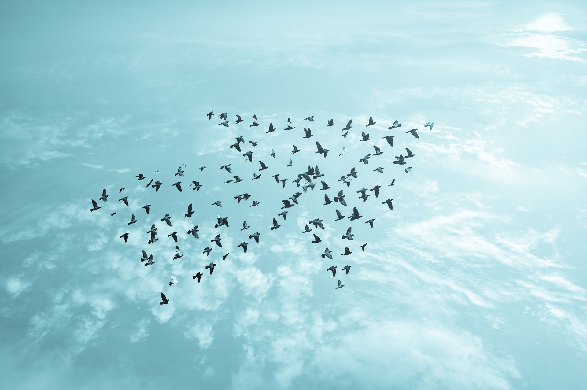 A flock of birds flying in formation in the sky.
