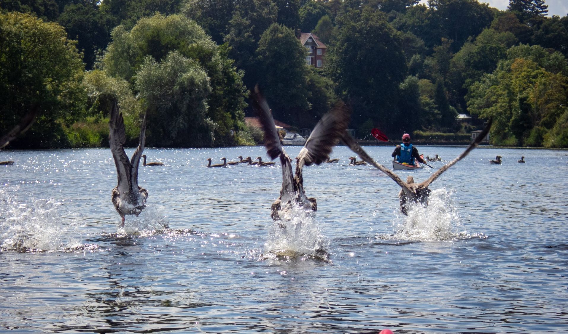 Three birds taking off from a lake, splashing water. Green trees in the background, a person in a kayak.
