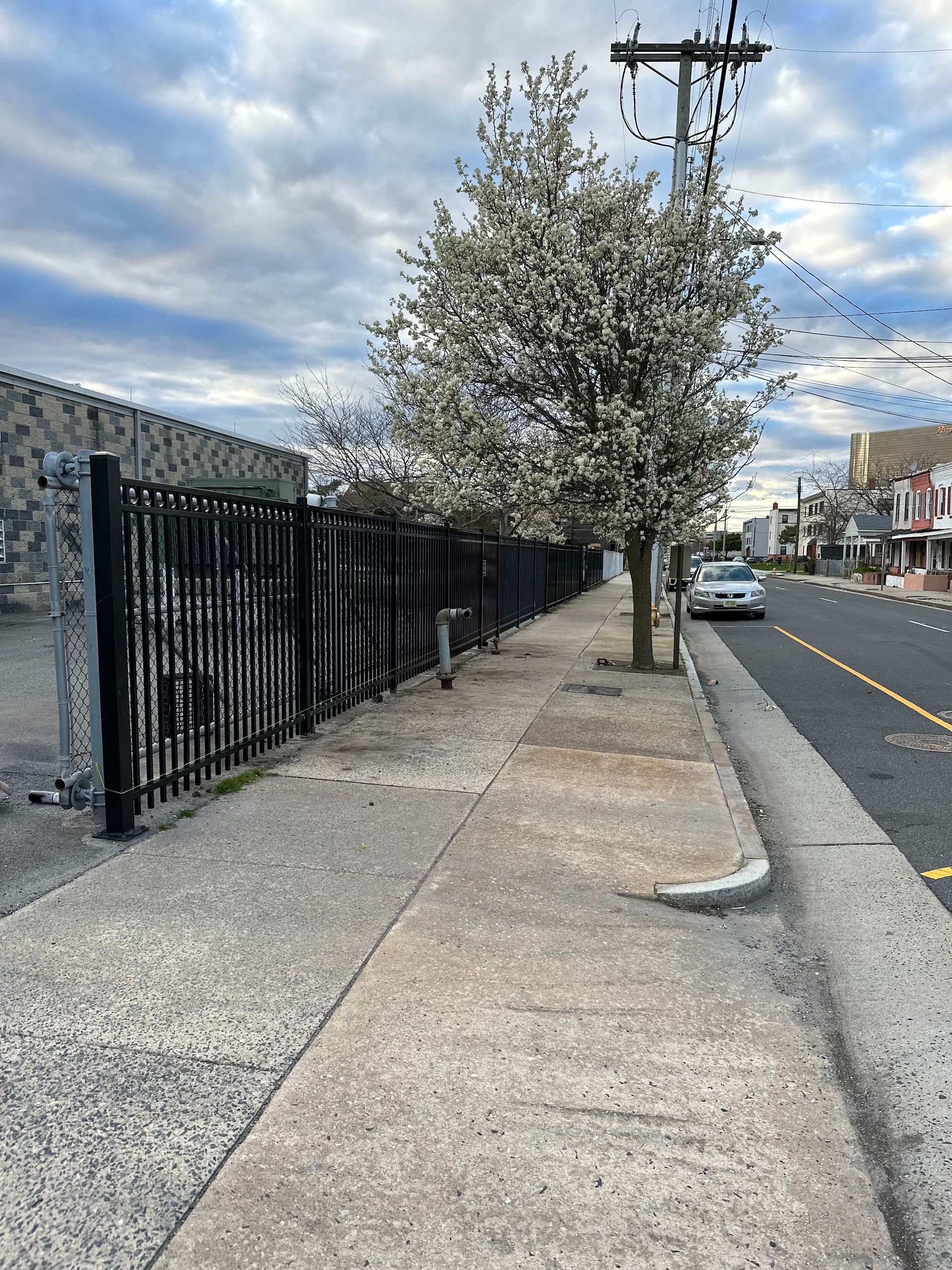 Sidewalk next to a road, black fence, blooming tree, cloudy sky.