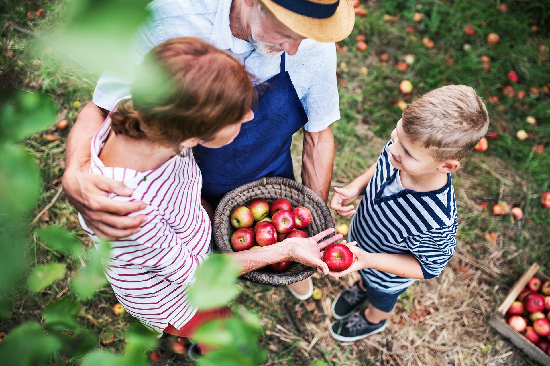 A family is picking apples from a tree in an orchard near Colborne Ontario