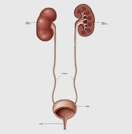 DR. RAÚL SIGFRIDO ROCHA ANAYA - Uroflujometría DR. RAÚL SIGFRIDO ROCHA ANAYA - Uroflujometría