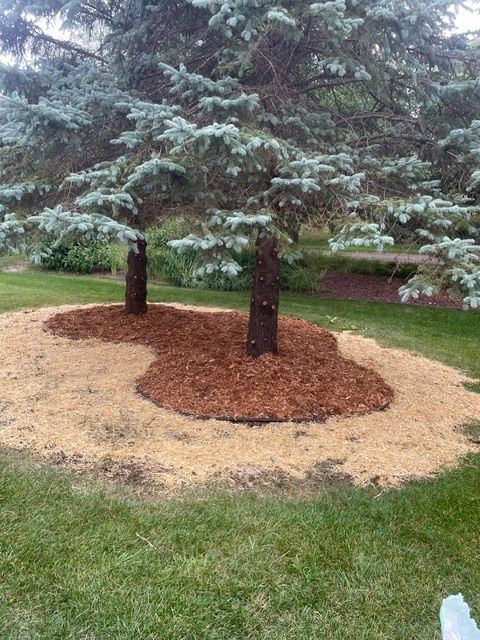 Two evergreen trees in a landscaped lawn with mulch rings and green grass surrounding them