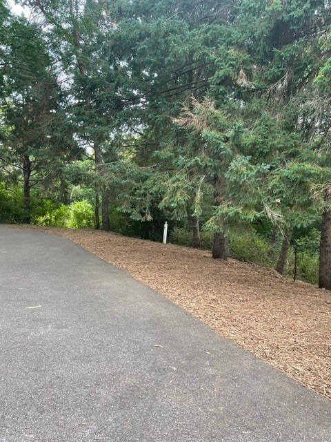 Tree-lined paved path beside a wooded area with a gravel edge and green foliage