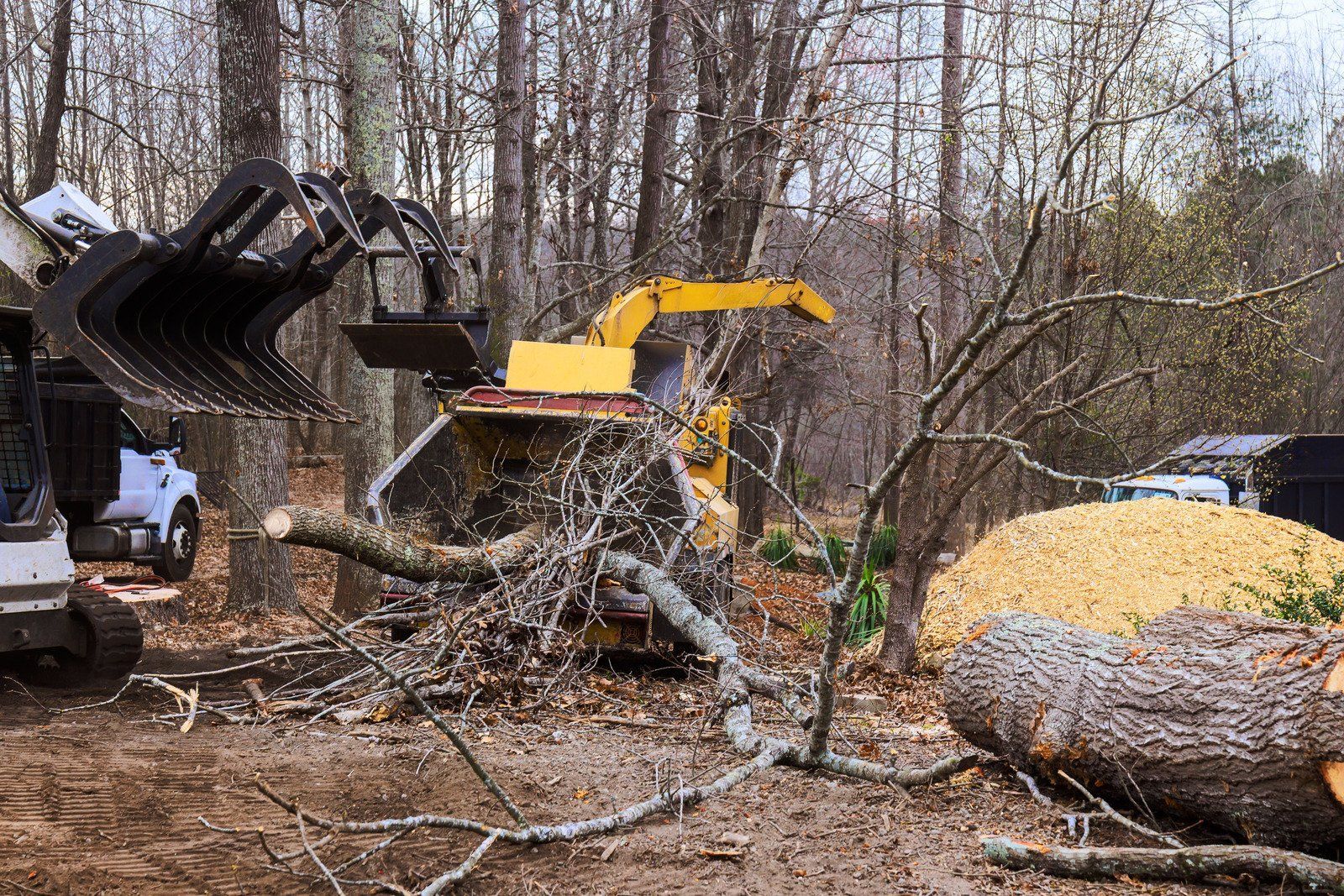 A skid steer with a grapple attachment feeds branches into a yellow wood chipper in a wooded area with a pile of mulch.