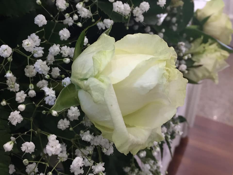 rosa bianca