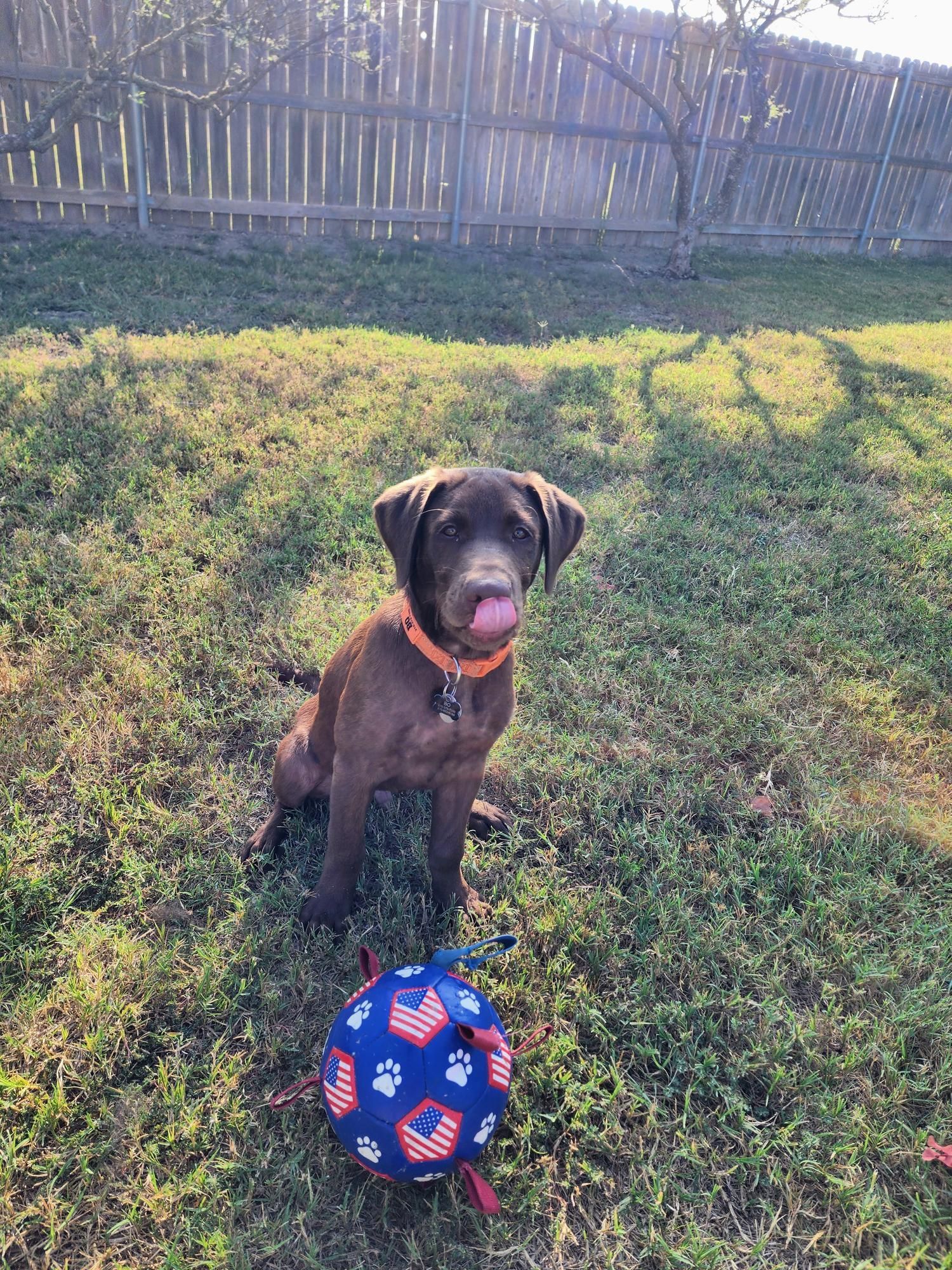 Chocolate lab puppy sitting in grass with a ball, wearing an orange collar.