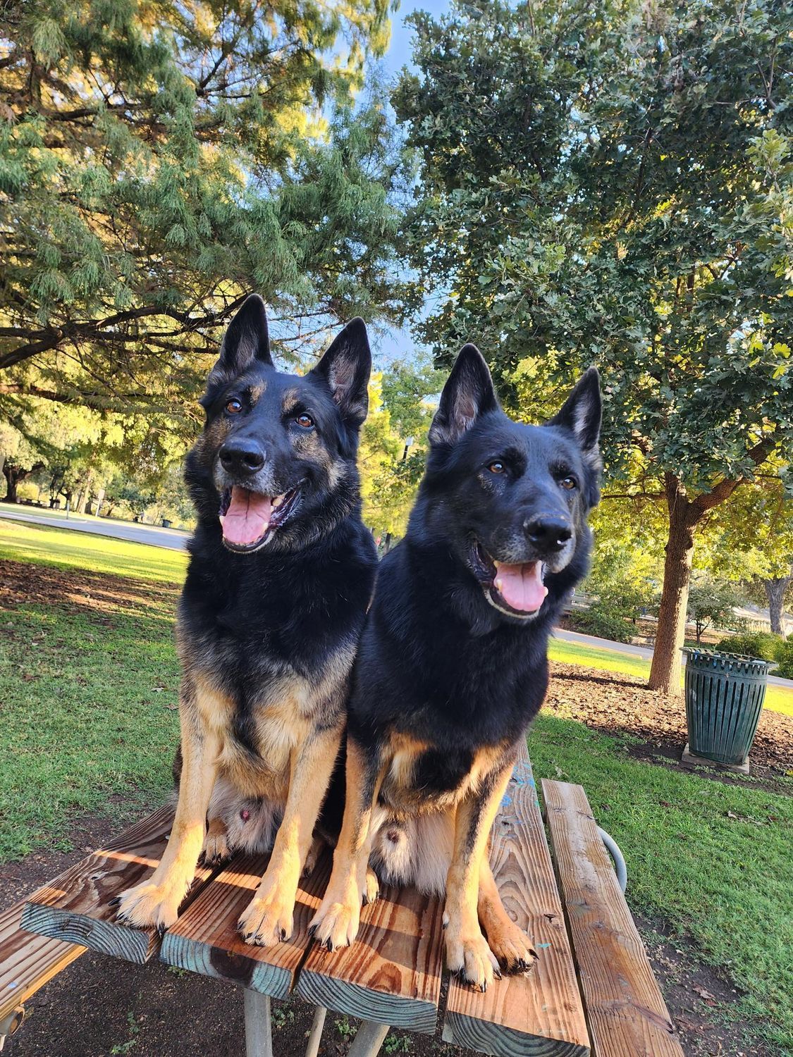 Two German Shepherds sit on a picnic table, smiling with tongues out, in a park setting.