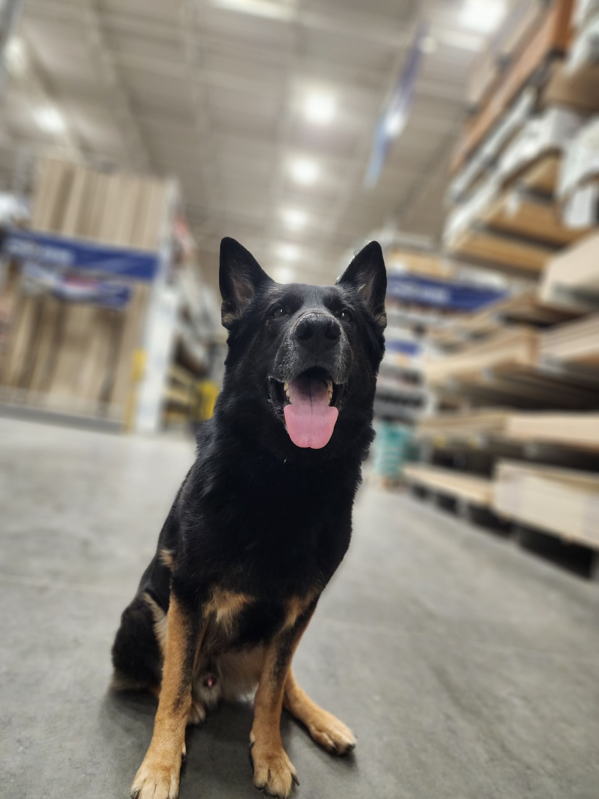 Dog with black and tan fur sits in a lumberyard, tongue out.