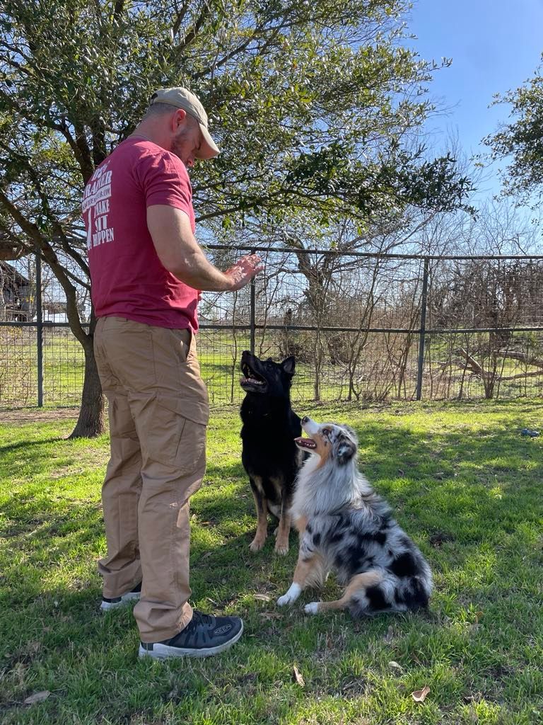A man training two dogs in a grassy outdoor area. One dog is black, the other is blue merle.
