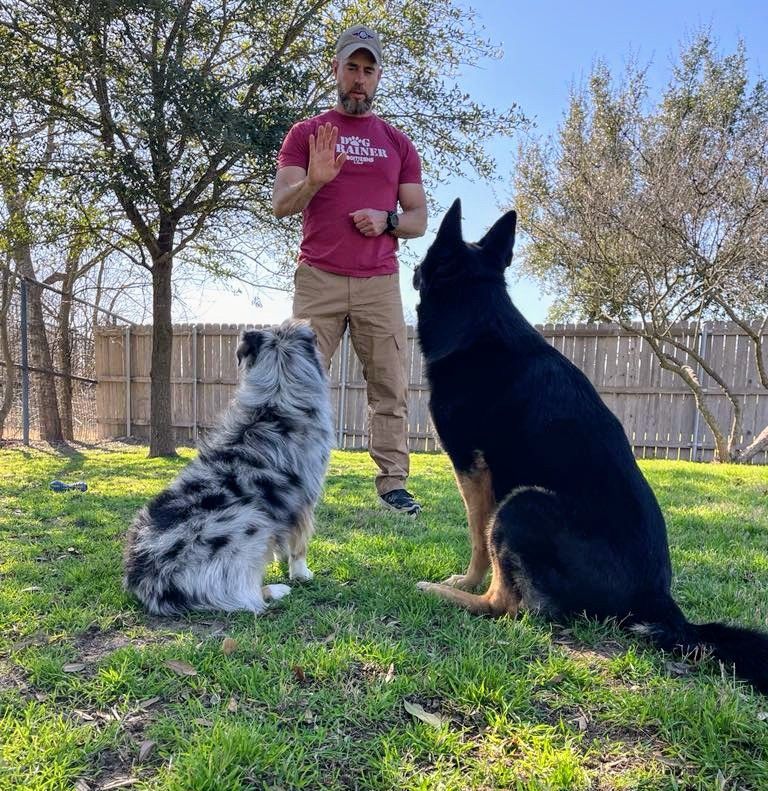Man training two dogs outdoors; one merle, one black. Man has hand raised. Green grass, wooden fence.