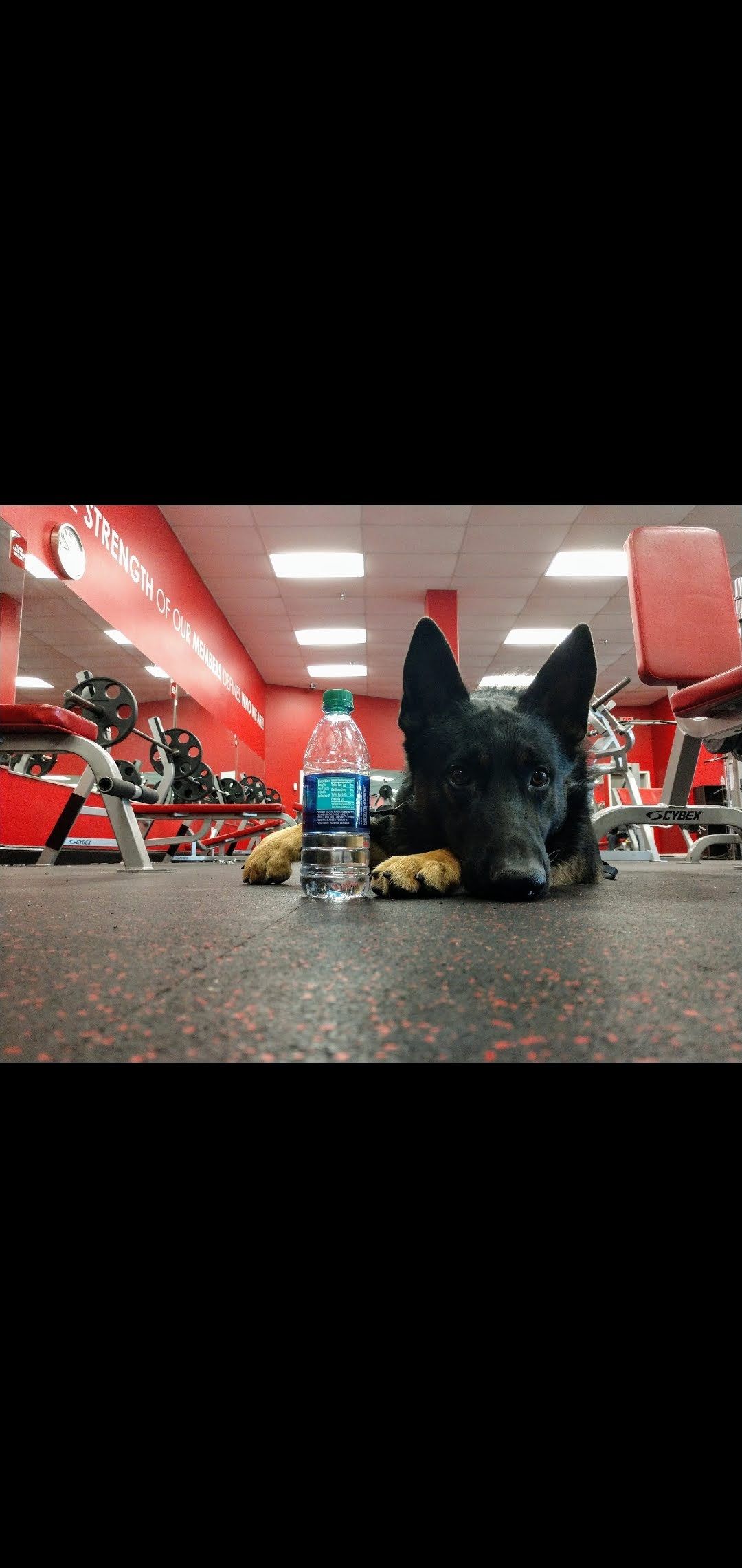 Black dog resting near water bottle in a gym with red equipment.